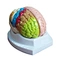 Brain anatomical model for medcial education